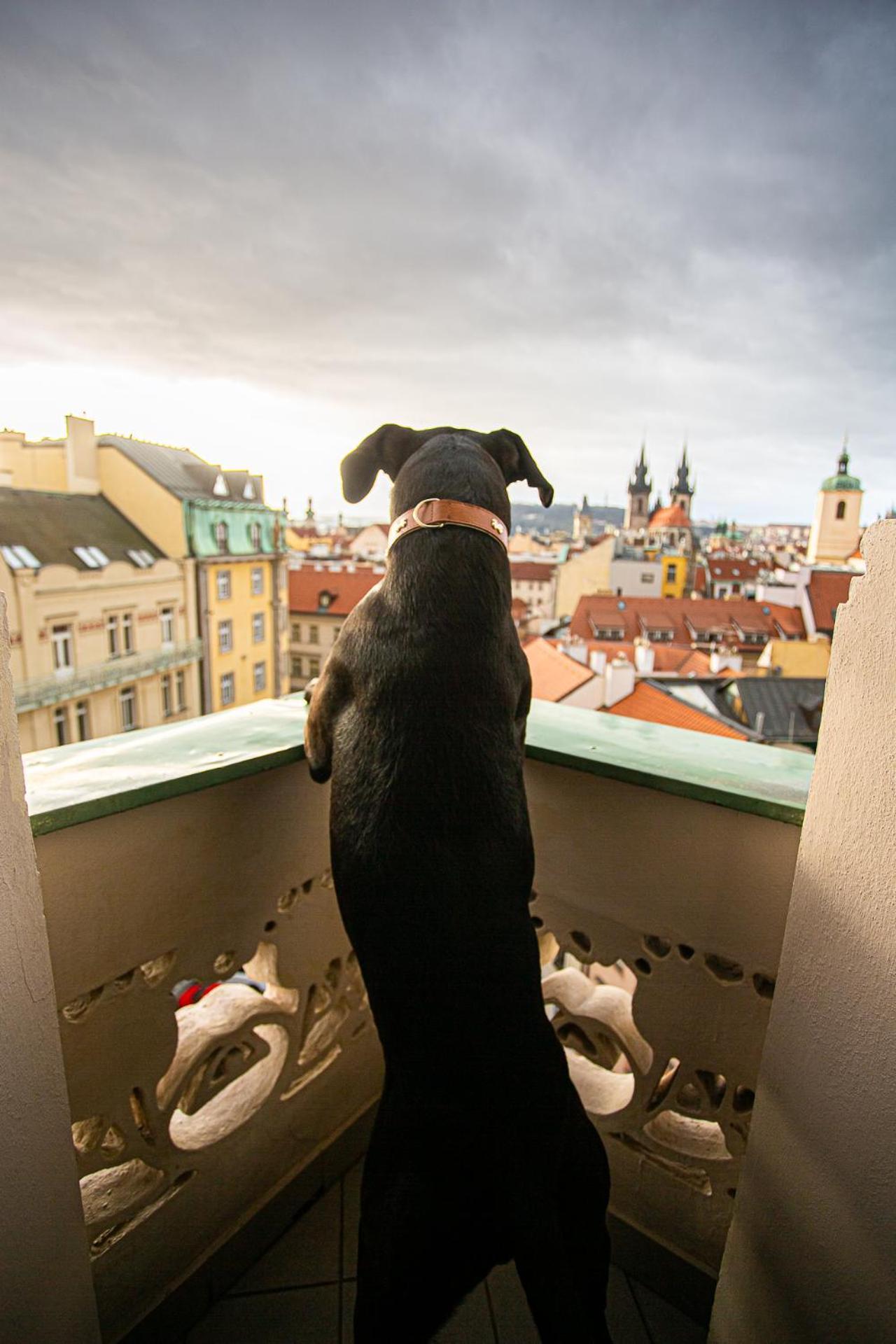 Hotel Paris Prague Exterior photo A dog on a balcony