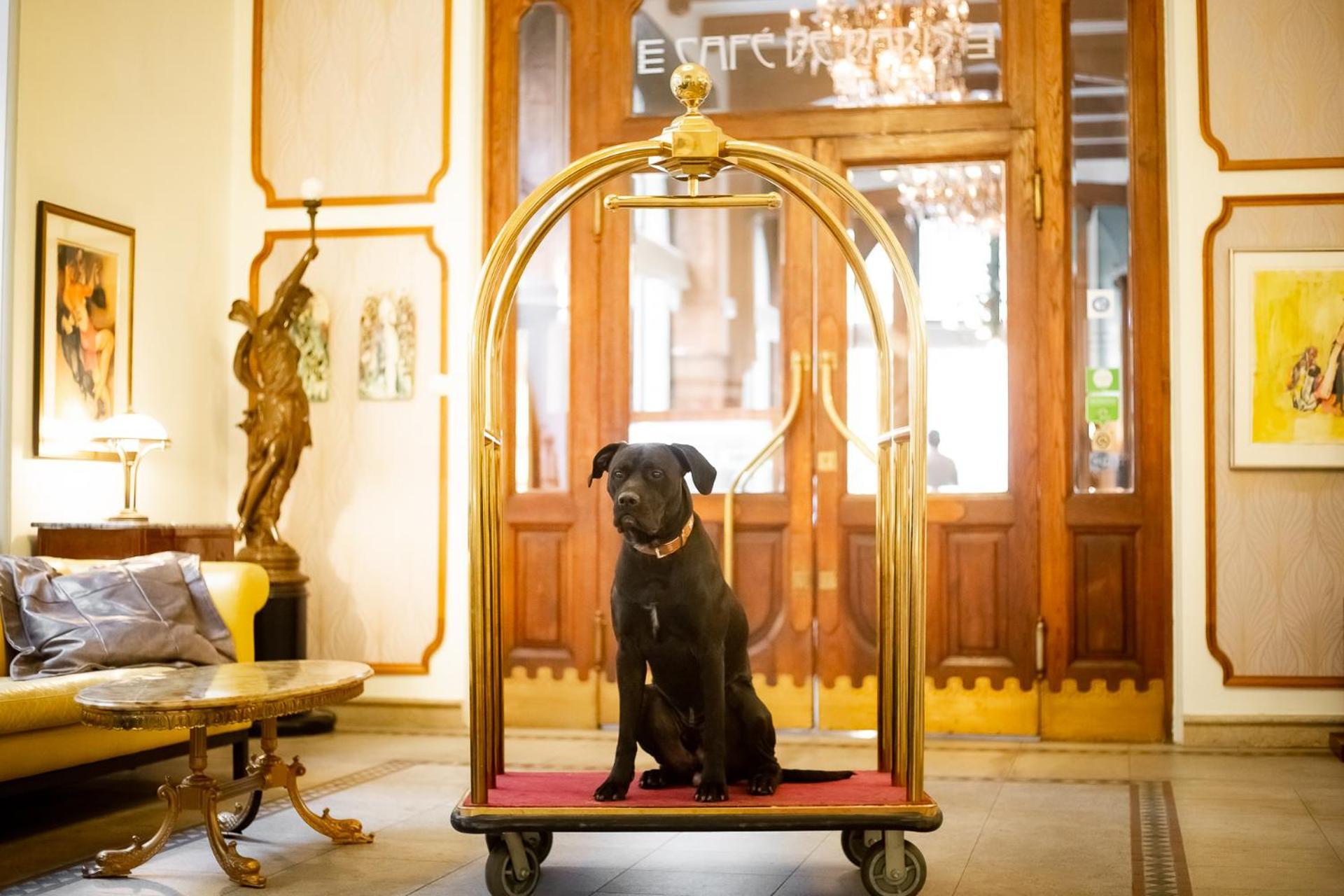 Hotel Paris Prague Exterior photo A dog on a luggage cart